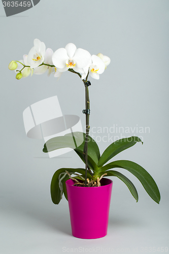 Image of romantic white orchid