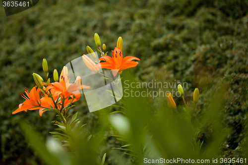 Image of Detail of flowering orange lily