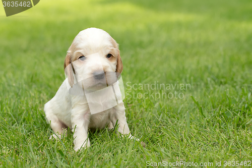 Image of Looking English Cocker Spaniel puppy