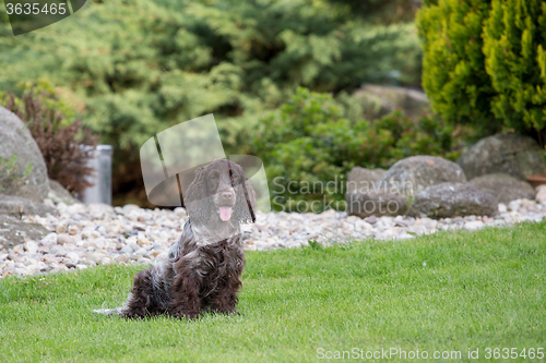 Image of outdoor portrait of english cocker spaniel