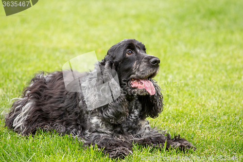 Image of outdoor portrait of english cocker spaniel