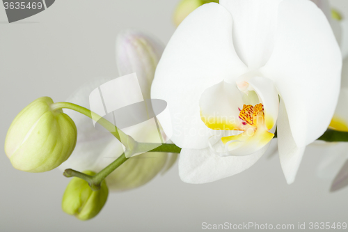 Image of romantic branch of white orchid
