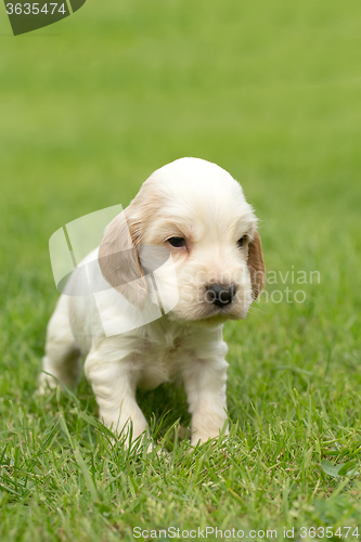 Image of Looking English Cocker Spaniel puppy