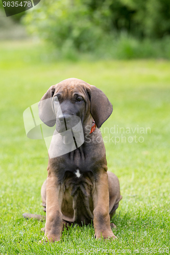 Image of young puppy of Fila Brasileiro (Brazilian Mastiff)