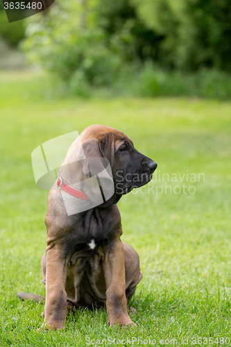 Image of young puppy of Fila Brasileiro (Brazilian Mastiff)