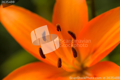 Image of Detail of flowering orange lily