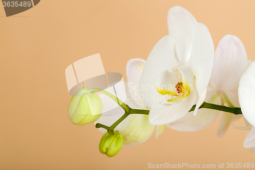 Image of romantic branch of white orchid