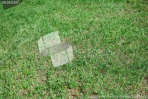 Image of Grass