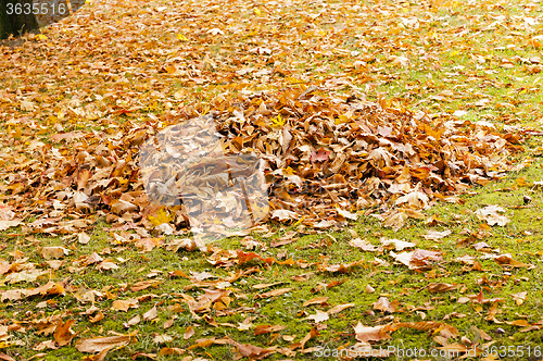 Image of fallen leaves of trees  