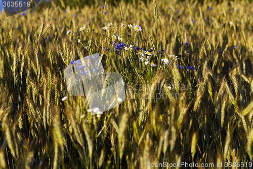 Image of wild flowers in wheat field 