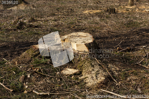 Image of old sawn trees.  