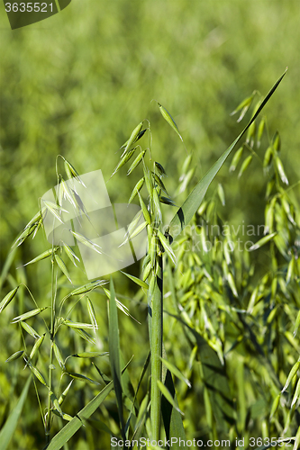 Image of ear in a field of oats  