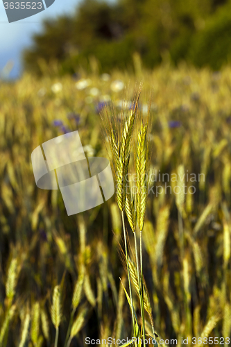 Image of ears of rye  