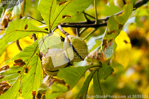 Image of chestnuts on a tree branch  