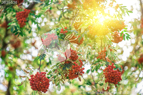 Image of rowan-tree with rowanberry