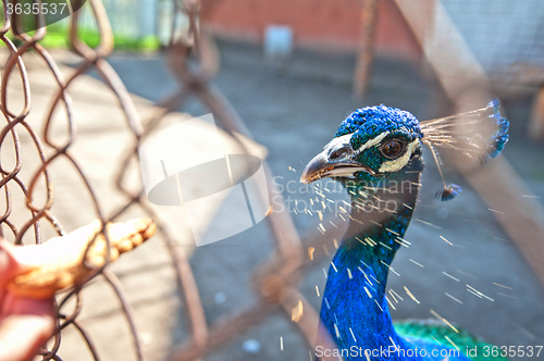 Image of Human hand feeding peacock 