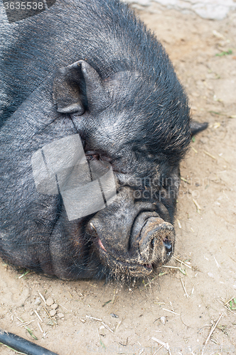 Image of sleeping black pig