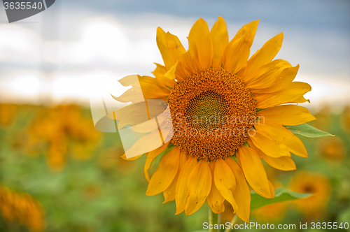 Image of beautiful sunflowers at field 