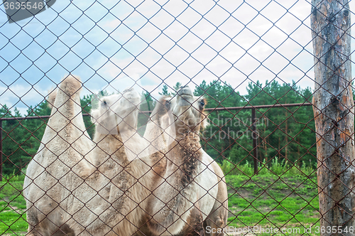 Image of Photo of camels