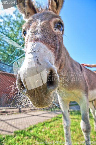 Image of Donkey closeup portrait