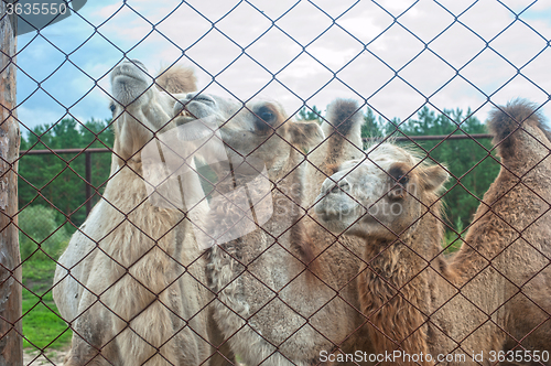 Image of Photo of camels