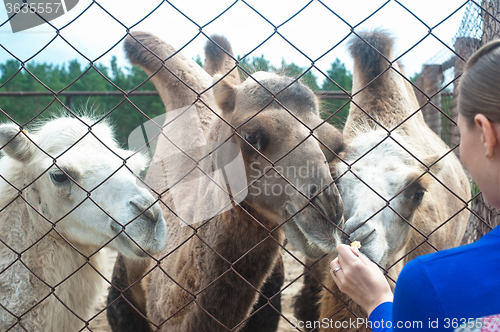 Image of woman feeding camels