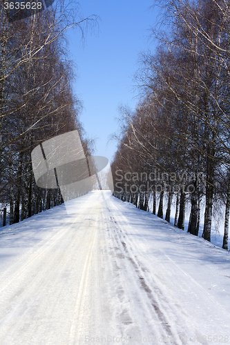 Image of winter road  . birch 