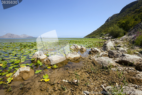 Image of the lake . summertime  