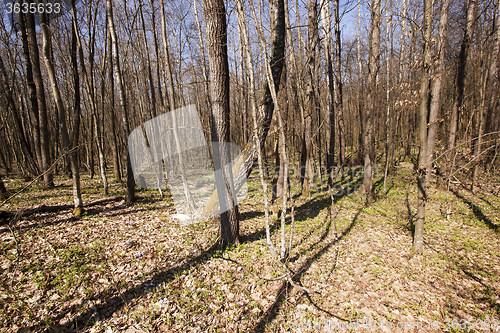 Image of spring wood .  flowers