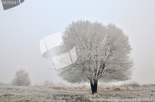 Image of Lonely tree in a field