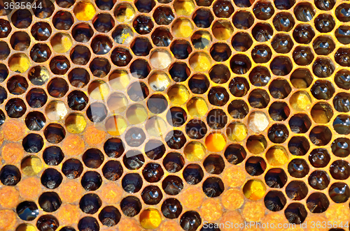 Image of honey in honeycombs