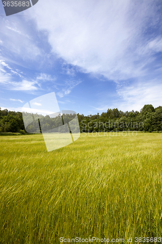 Image of windy weather in the agricultural field  