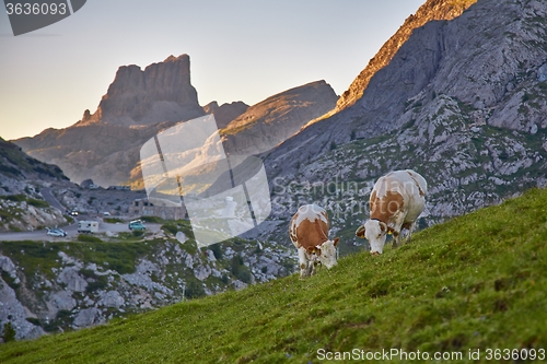 Image of Cows grazing on the hillside