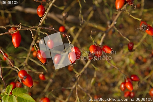 Image of Rosehips