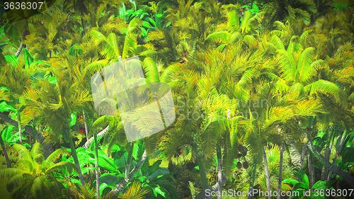 Image of Lush vegetation in jungle