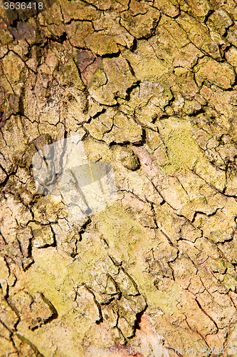 Image of in england london old   abstract wood 