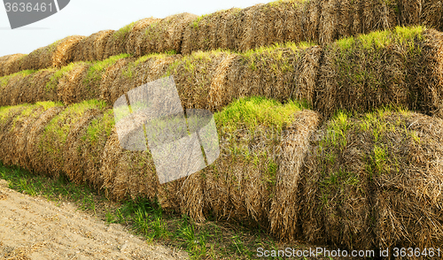 Image of the sprouted wheat 