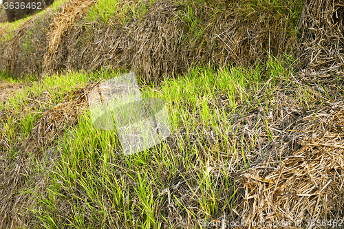 Image of the sprouted wheat 