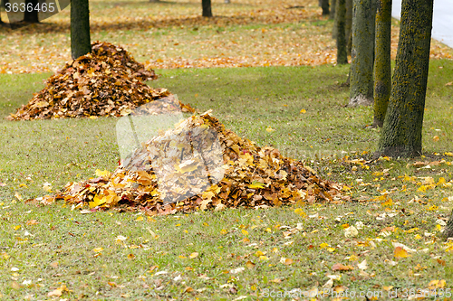 Image of the fallen-down foliage  