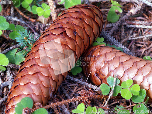 Image of fir cones