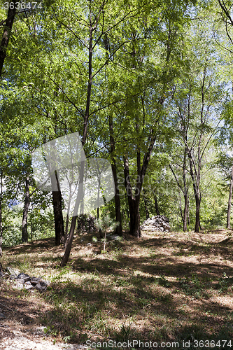 Image of forest glade . trees 