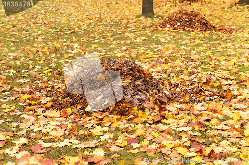 Image of foliage of trees  