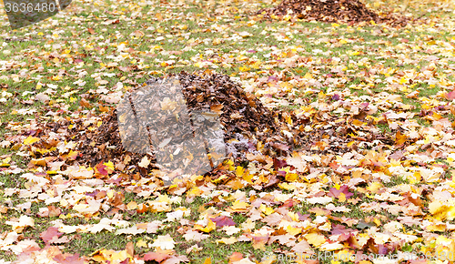 Image of foliage of trees  