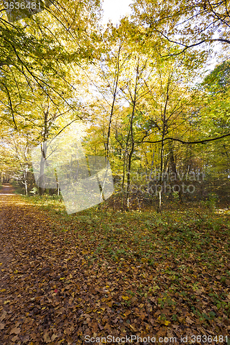 Image of trees in the fall  