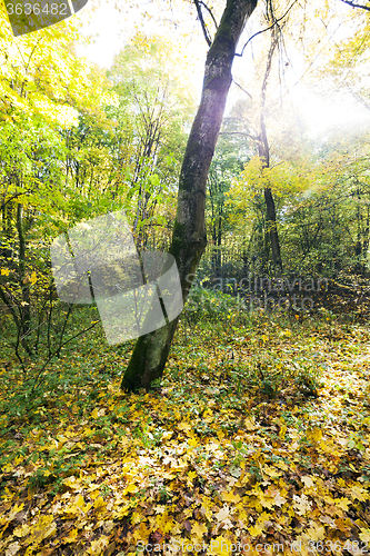 Image of the autumn wood  