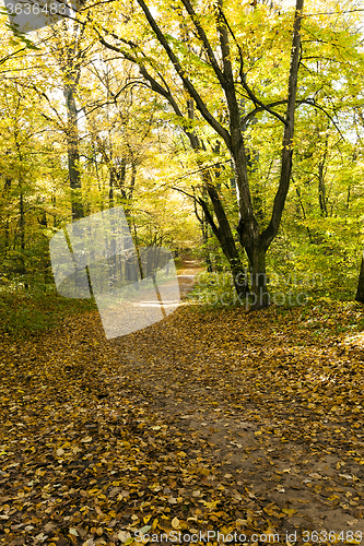 Image of the autumn wood  