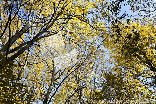 Image of the autumn wood   