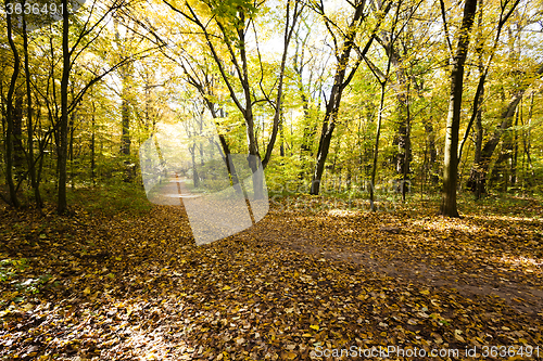 Image of the autumn wood  