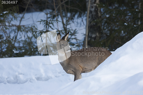 Image of roe deer in snow