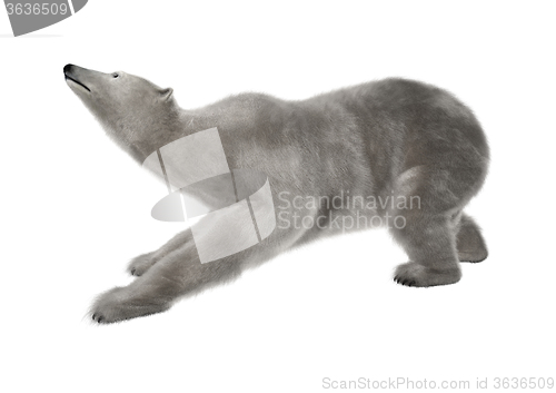 Image of Polar Bear on White